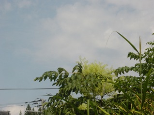 DSC03170