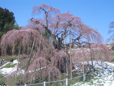 滝桜